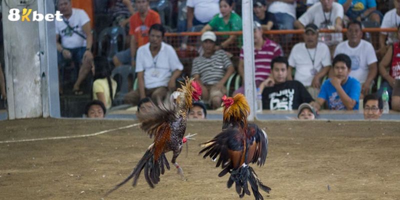 Đá gà cựa dao là gì